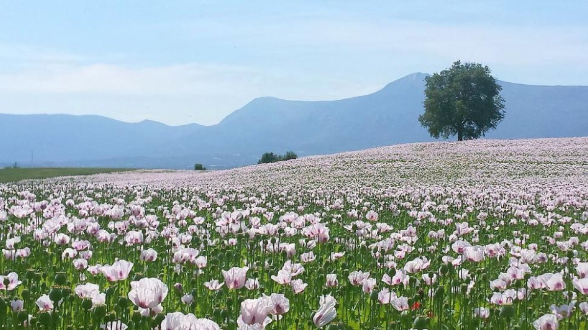 Campo de adormidera en floración en el Valle de Tobalina (Burgos).-E.M.