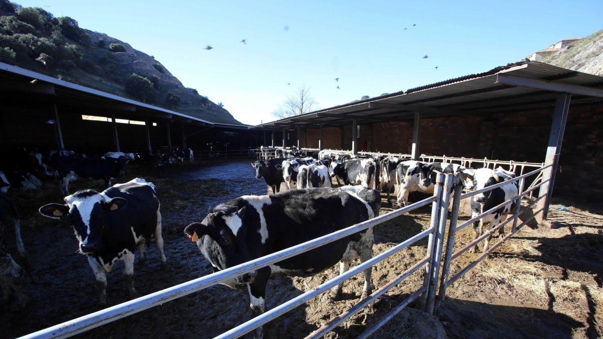 Explotación ganadera en Palencia, la segunda provincia de Castilla y León con mayor número de frisonas reproductoras.-ICAL