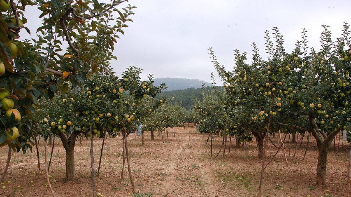 Manzanos cargados de fruto en una de las explotaciones de la marca de calidad burgalesa, que en condiciones óptimas podría dar 30.000 kilos de reineta.-Gerardo González