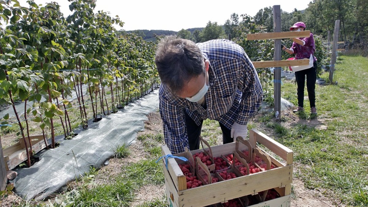 Los productores de frambuesas de El Royo están satisfechos después de una campaña muy prolífica que arrancó a finales del mes de junio. | V. GUISANDE.