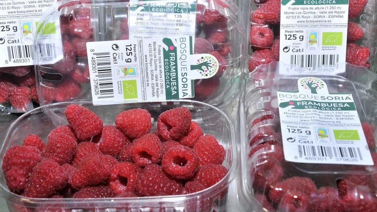 El Royo mira ya a la cosecha del año que viene con las dos fases de su proyecto en marcha y casi 20 hectáreas de plantas de frambuesas.-LUIS ÁNGEL TEJEDOR