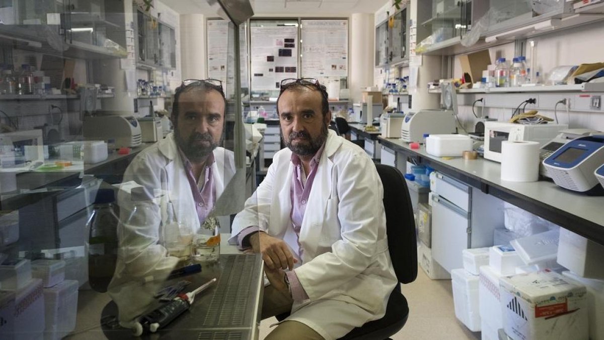 Alberto M. Pendás, investigador del Centro del Cáncer de Salamanca.-ENRIQUE CARRASCAL
