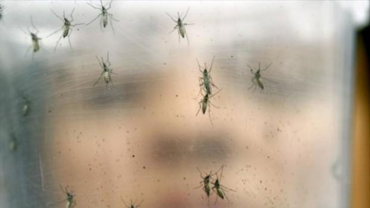 Mosquitos transmisores del virus zika, en el laboratorio de una institución biomédica universitaria de Sao Paulo, en Brasil.-AP / ANDRÉ PENNER