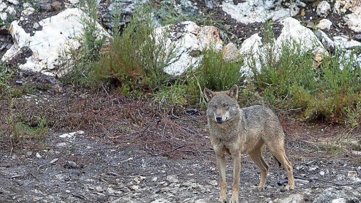 Ejemplar de lobo ibérico. Los ataques se han incrementando en los últimos cinco años en Castilla y León, así como las cabezas de ganado mayor afectadas.-ICAL
