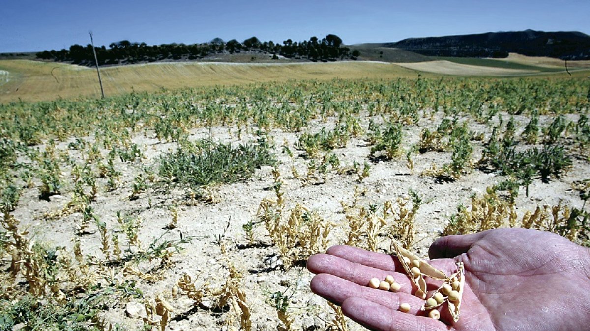 Un agricultor muestra daños en su plantación de garbanzos afectada por la falta de lluvias. Miriam Chacón / ICAL