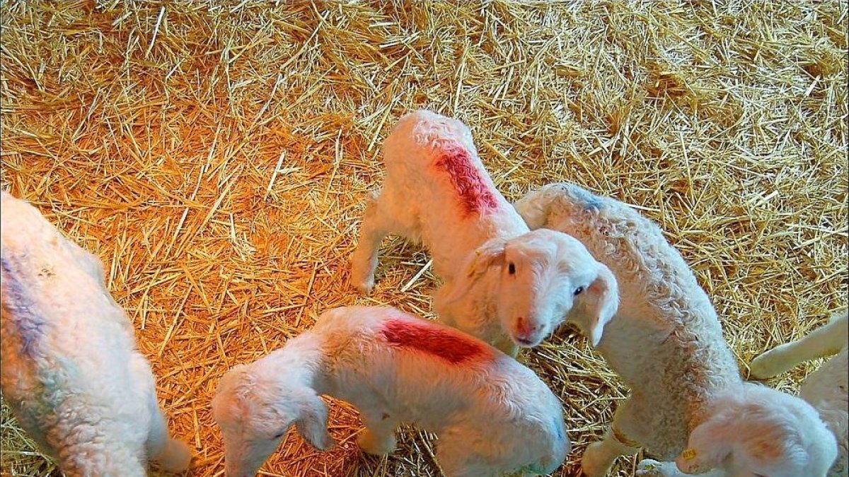 Algunos corderos de la granja de desarrollo ovino, ubicada en al localidad vallisoletana de Olmedo.-AGM