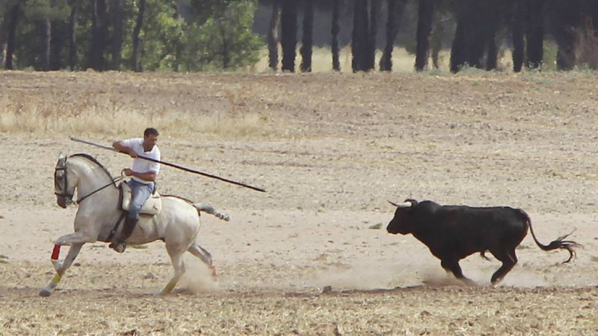 Un encierro por el campo en la Pedraja de Portillo, en una imagen de archivo.