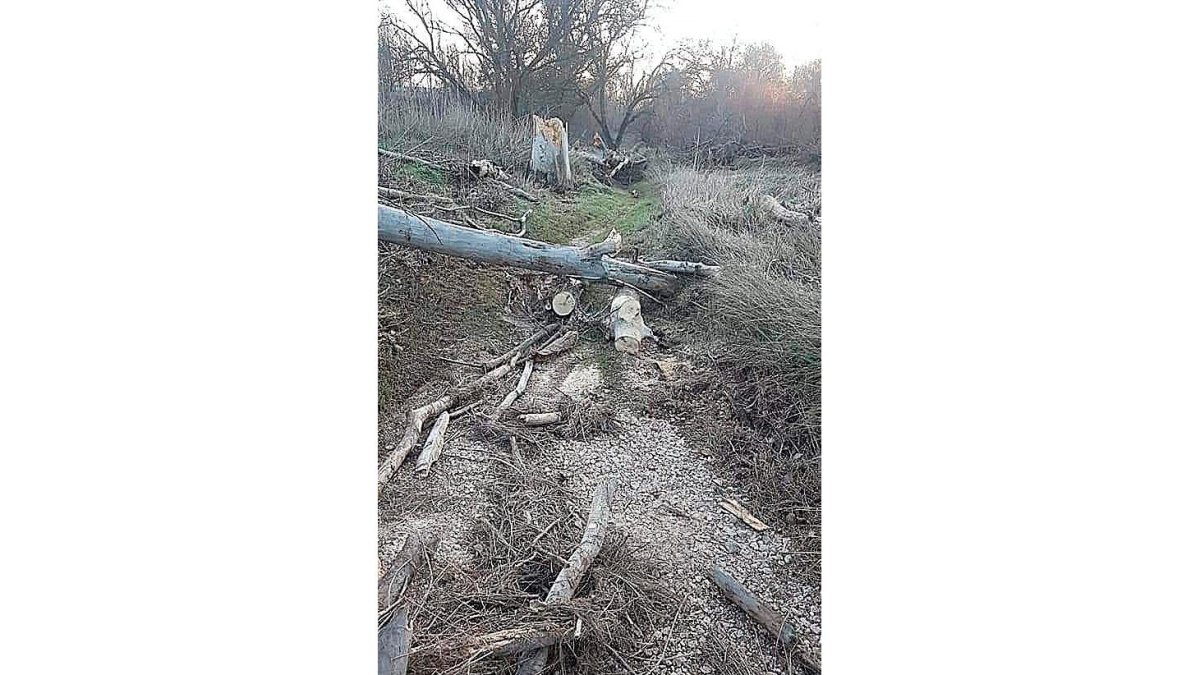 Estado de la vegetación después del temporal. A. T.