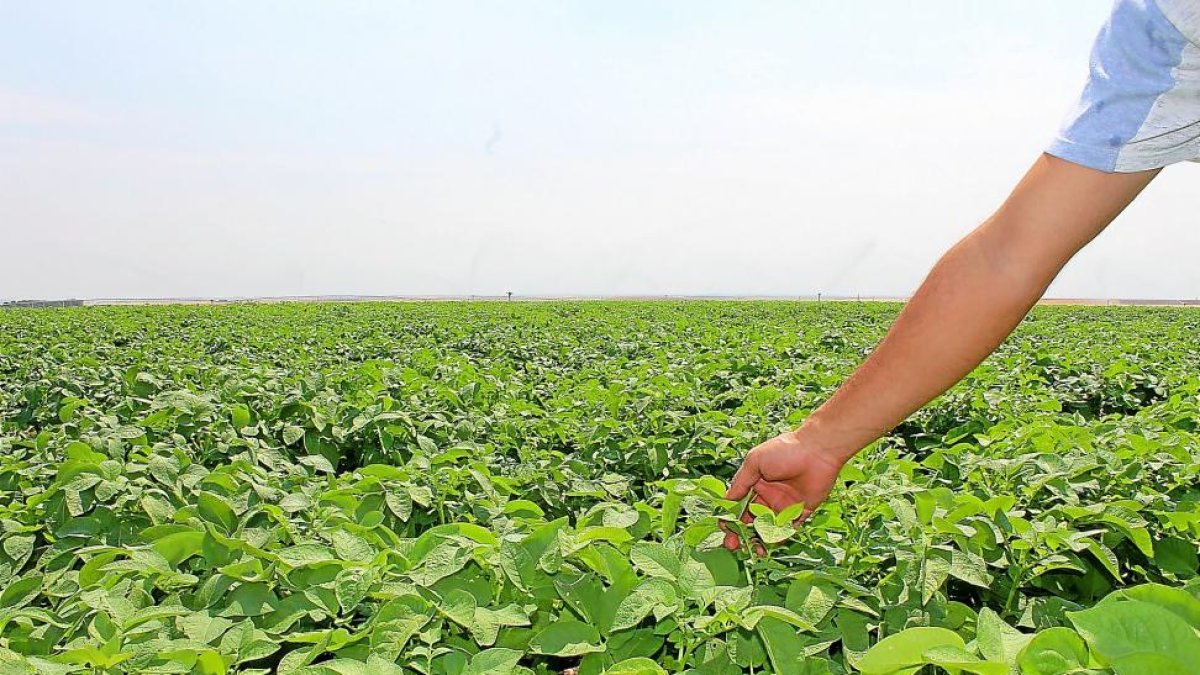 Un agricultor meustra el estado de una parcela de patatas en la provincia de Valladolid.-M.C.