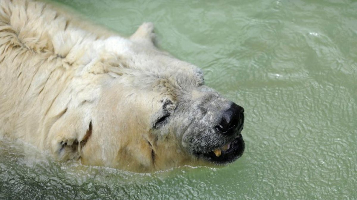 Arturo, en el el zoo de Mendoza (Argentina), en febrero del 2014.-ANDRÉS LARROVERE