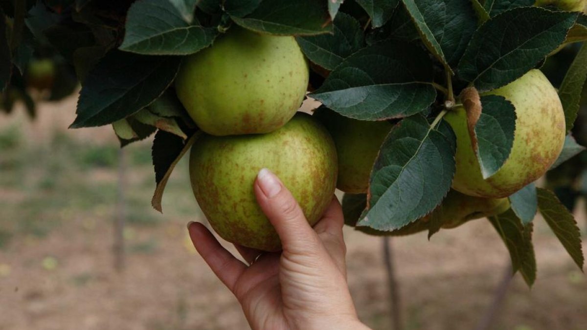 Las manzanas del Valle de las Caderechas se caracterizan por su herrumbre superficial o ‘russeting’.-ECB