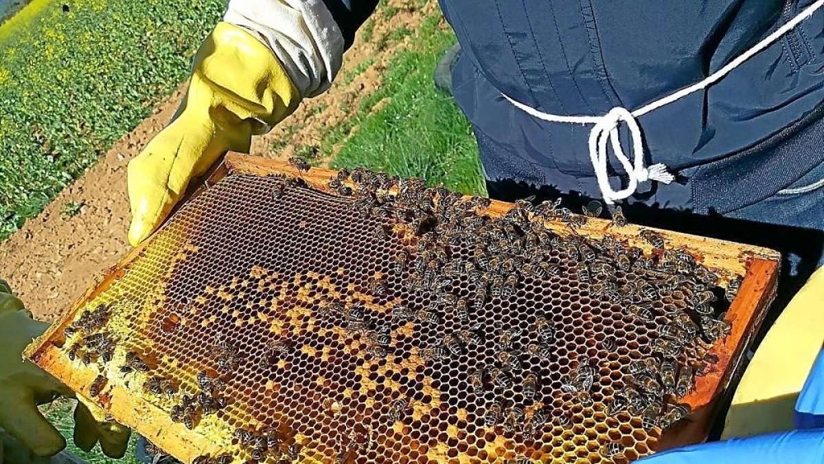 Un apicultor de Urzapa sostiene uno de los cuadros móviles de una de las 8.000 colmenas de la marca.-URZAPA