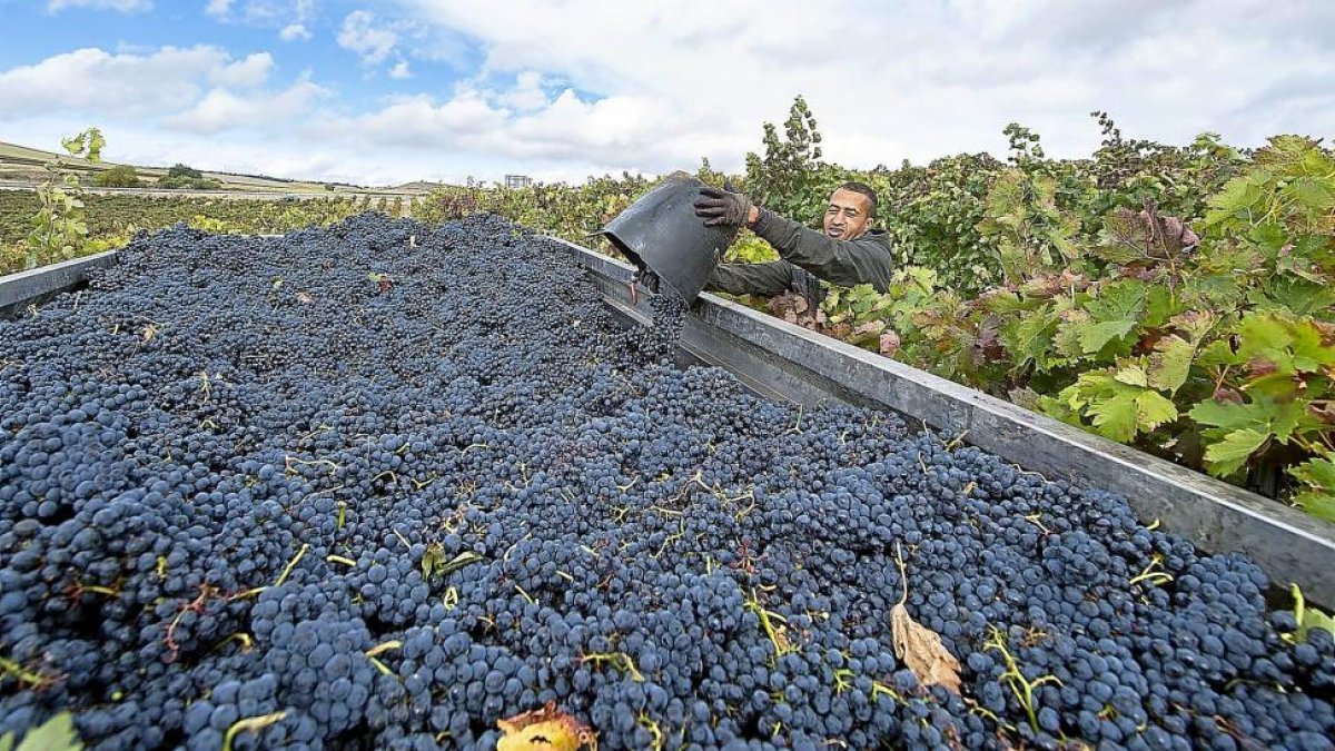 Un momento de la recogida de uva en una bodeda de Ribera de Duero durante la pasada vendimia.-ICAL
