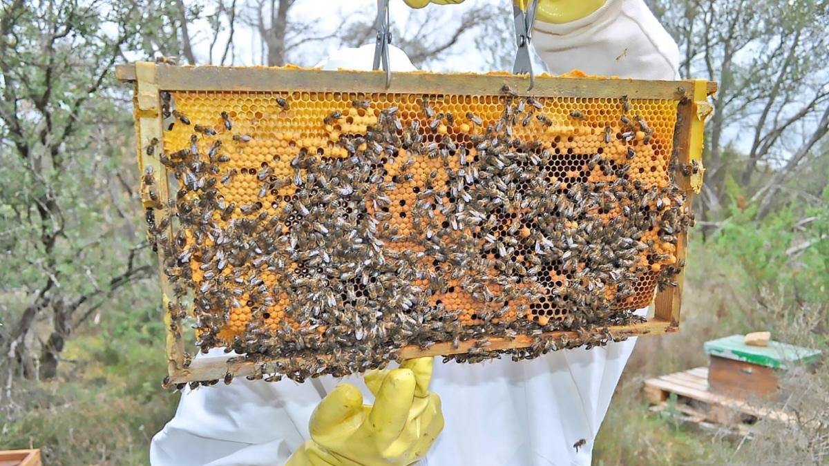 María Valdivieso, apicultora de La Bureba (Burgos) muestra un panal de abejas.-E.M.