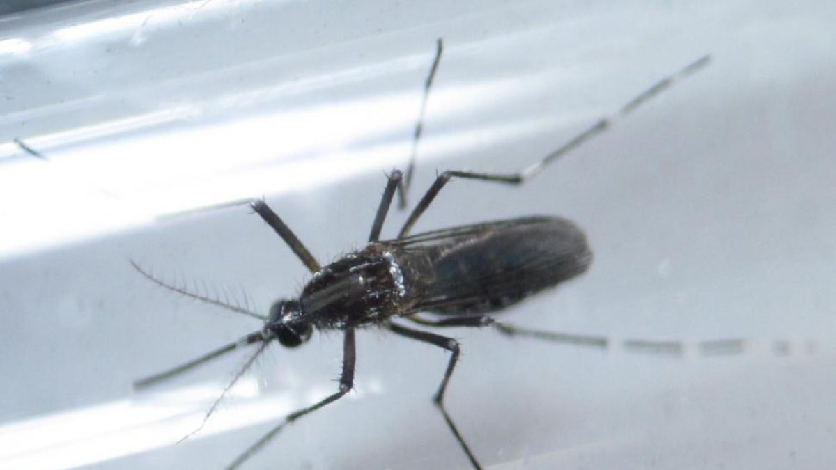 Un mosquito Aedes aegypti, vector del virus del zika, captado en Monterrey (México).-DANIEL BECERRIL / REUTERS