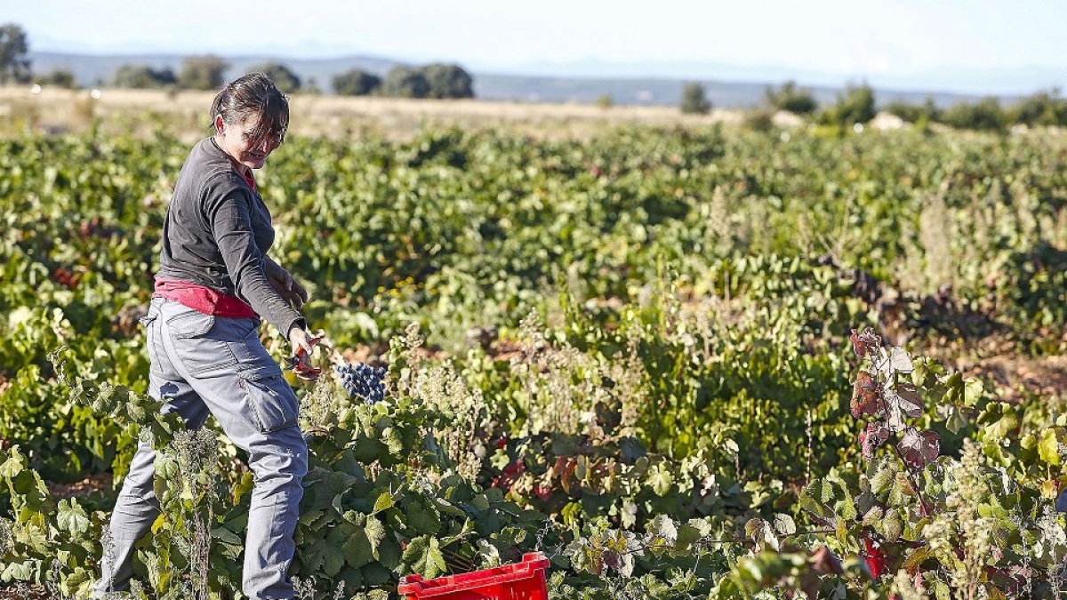Vendimia en los viñedos de la bodega leonesa Fuentes del Silencio. / ICAL