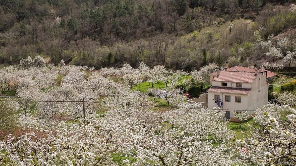 La helada «más grave» tuvo lugar a principios de abril, en plena floración. En la imagen, cerezos en la localidad burgalesa de Hojabezas.-ICAL