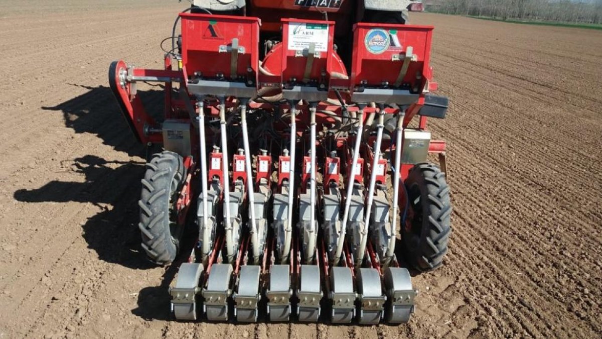 La cebolla horcal se cultiva en el entorno de Palenzuela, en localidades pertenecientes a las provincias de Burgos y Palencia.-ECB