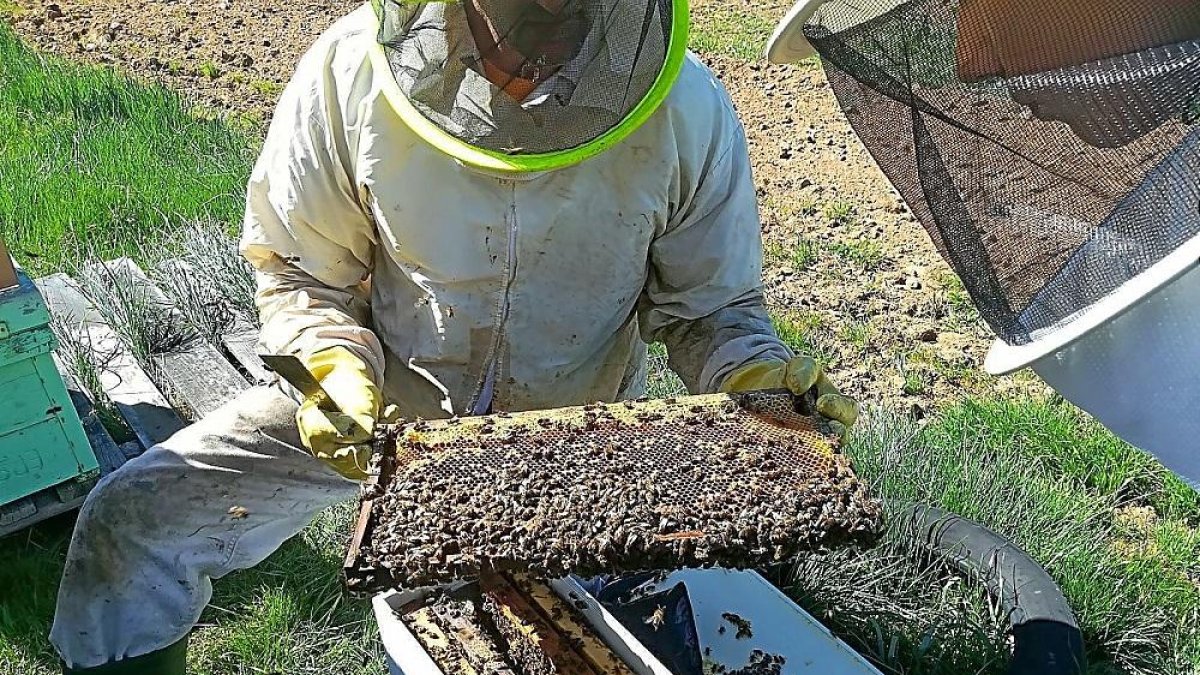 Un apicultor sostiene uno de los cuadros móviles de una colmena de Urzapa.-URZAPA