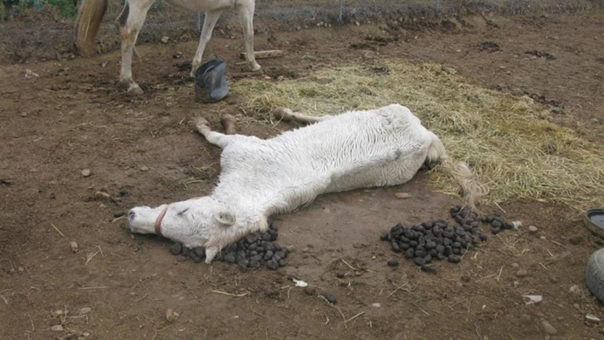 Uno de los equinos muertos en Cigales.-EUROPA PRESS