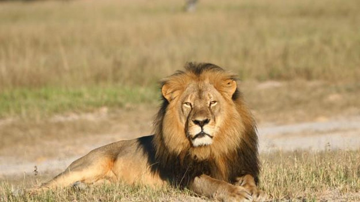 Cecil, el rey de la selva y del parque nacional de Hwange (Zimbaue), donde vivía hasta que este julio le ha abatido un cazador norteamericano.-ANDY LOVERIdGE