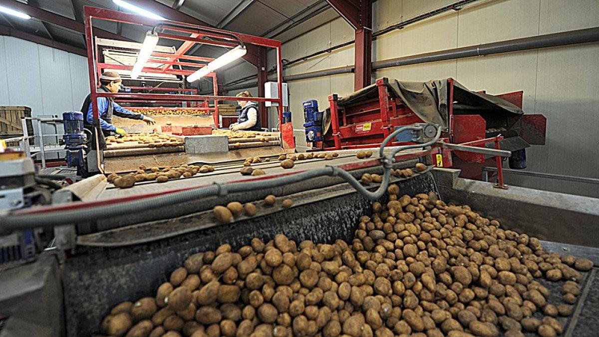 Dos empleados de la Cooperativa El Carmen, de Montorio (Burgos), seleccionan patatas en el almacén una vez finalizada la campaña.-ISRAEL L. MURILLO