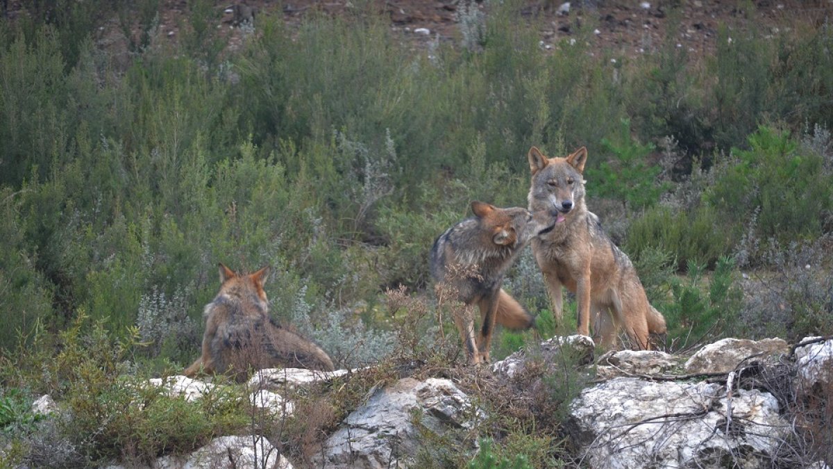 Ejemplares de lobo ibérico.- EUROPA PRESS