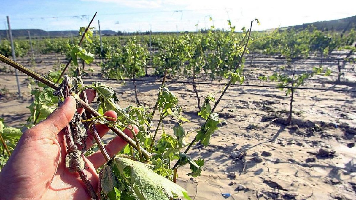 Un agricultor de Ribera del Duero muestra daños por pedrisco en el viñedo.-ICAL
