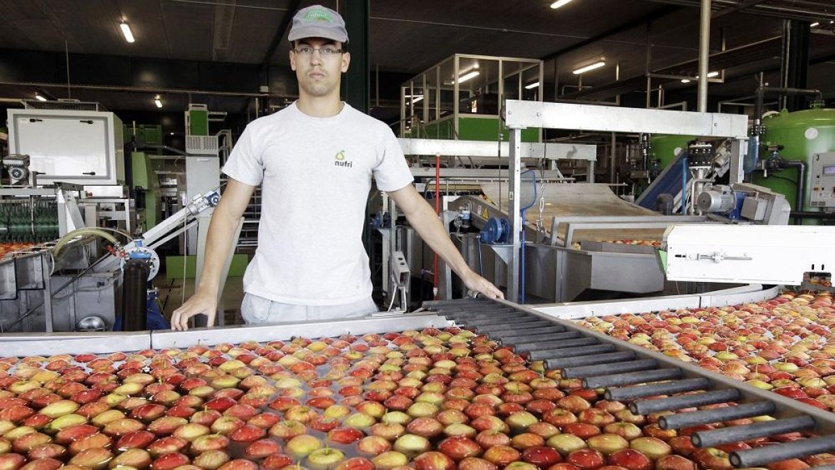 Rafael del Valle, responsable de almacén de Nufri, en la zona donde se clasifican las manzanas con visión artificial.-LUIS ÁNGEL TEJEDOR
