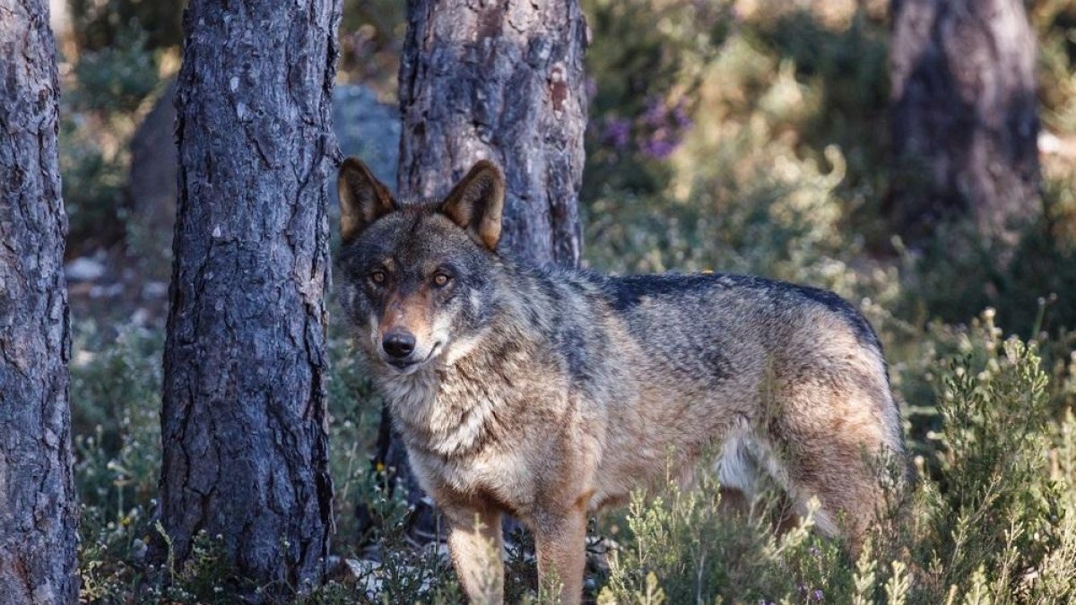 Lobo ibérico-EUROPA PRESS