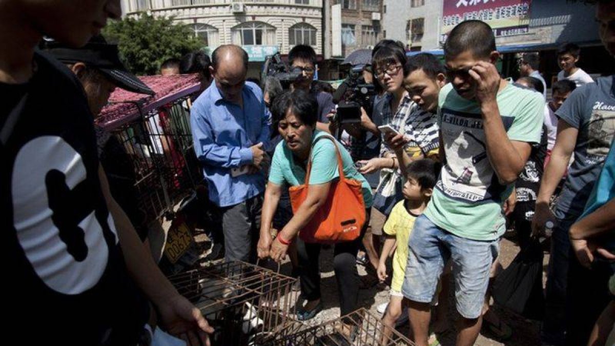 La activista Xiaoyun compra perros para evitar que sean sacrificados en el festival de carne de Yulin.-Foto: STR / AFP