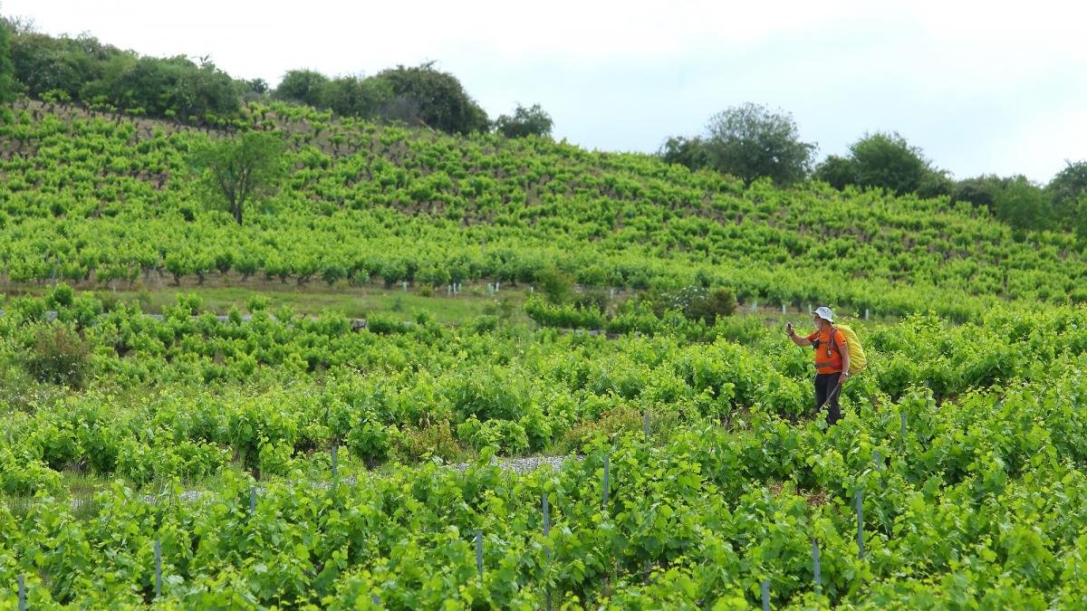 Viñas de la D. O. Vinos del Bierzo.-CÉSAR SÁNCHEZ / ICAL