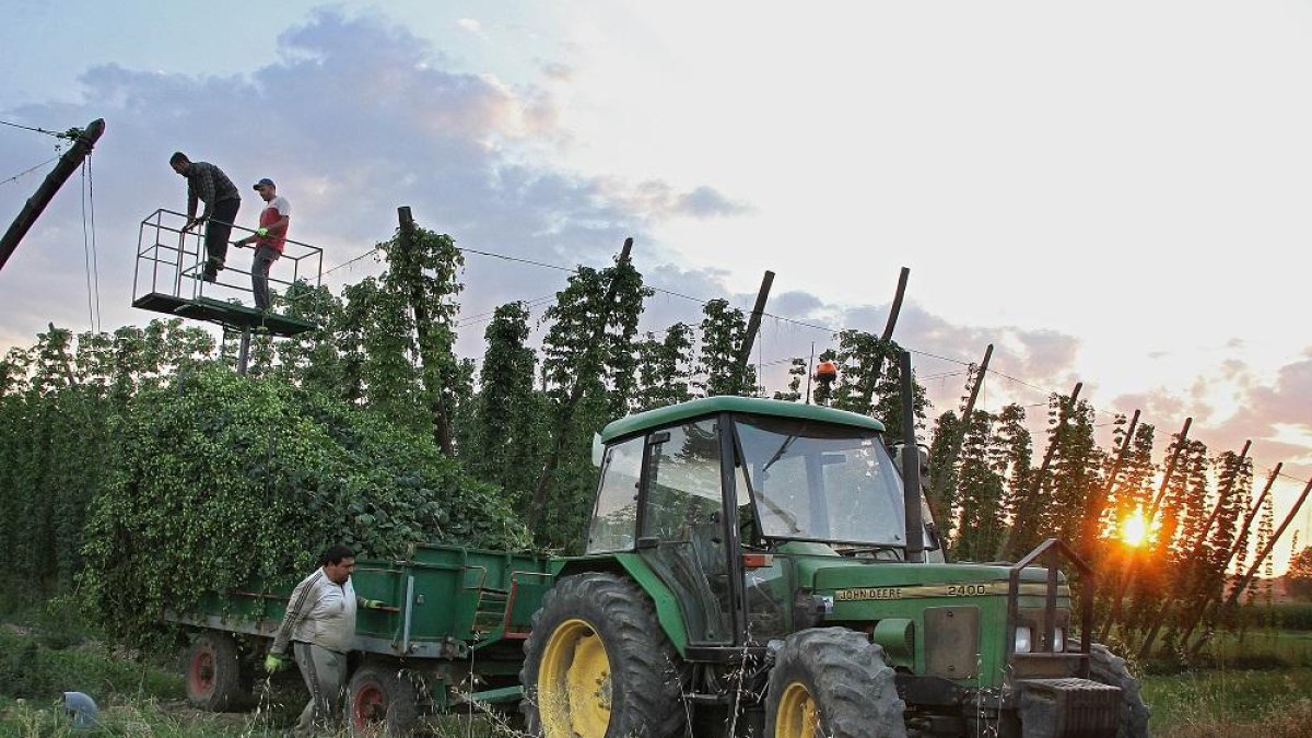 Agricultores de Carrizo de la Ribera, en la provincia de León, cosechando lúpulo a última hora de la tarde.-ICAL