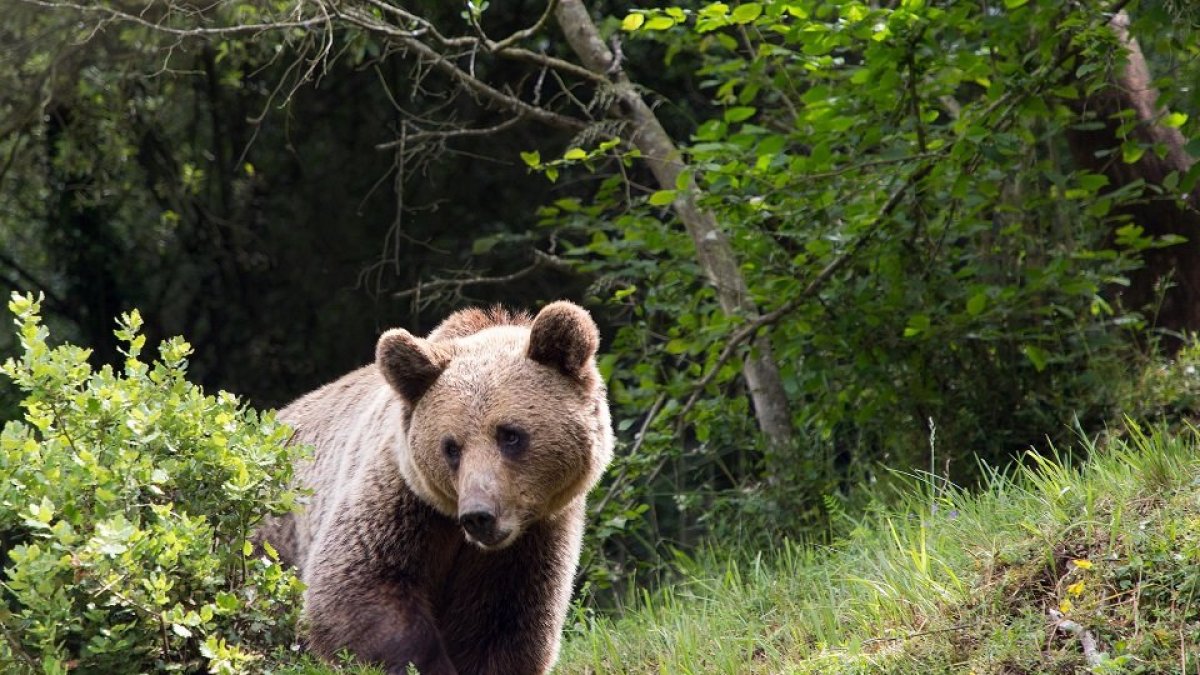 oso