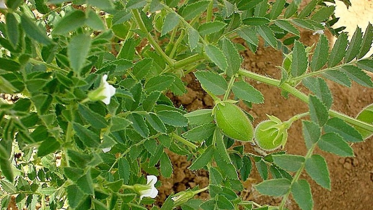 Imagen de un cultivo de garbanzos dentro de los ensayos, en la que puede verse su flor blanca.-ITACYL