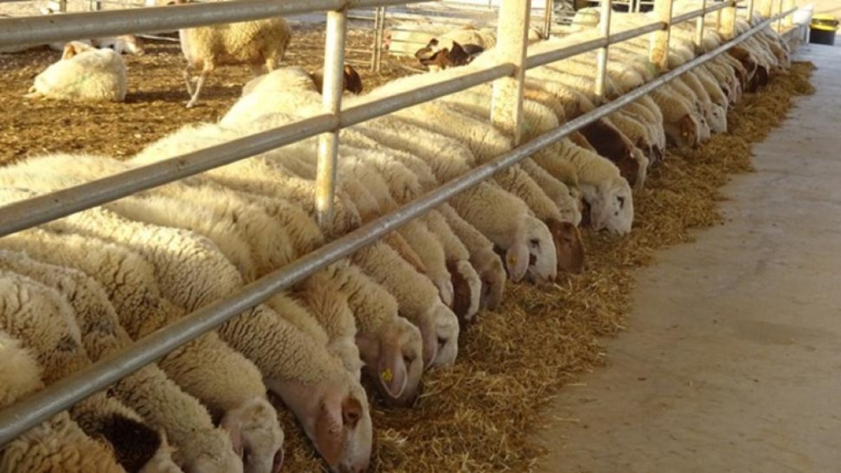Ejemplares de oveja de la raza israelí Assaf destinadas a la producción de leche.-ASAJA