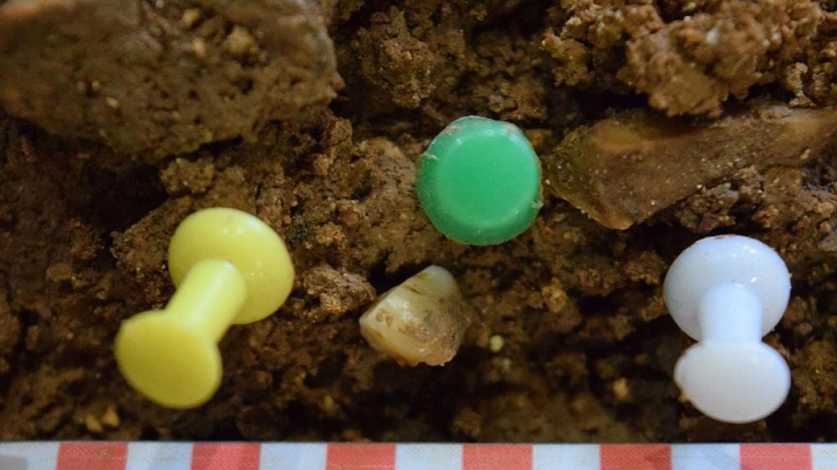 Hallan un diente de leche de neandertal en una cueva de Prado Vargas, al norte de Burgos-EQUIPO DE INVESTIGACIÓN DE PRADO VARGAS