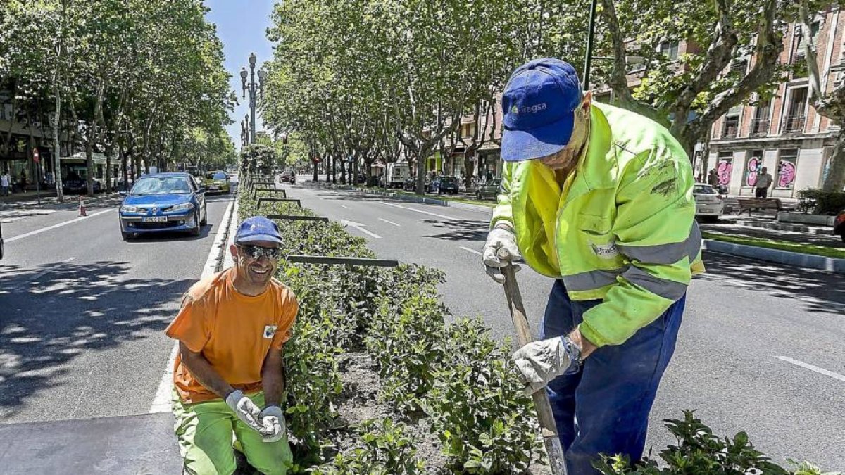 Dos trabajadores plantan nuevos arbustos en las medianas.-Pablo Requejo