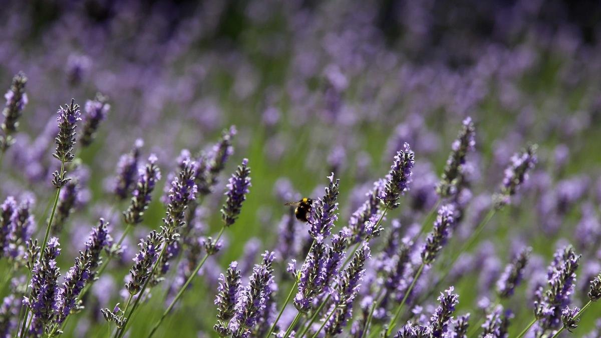 Abejorro en una planta de lavanda.-MIRIAM CHACÓN / ICAL