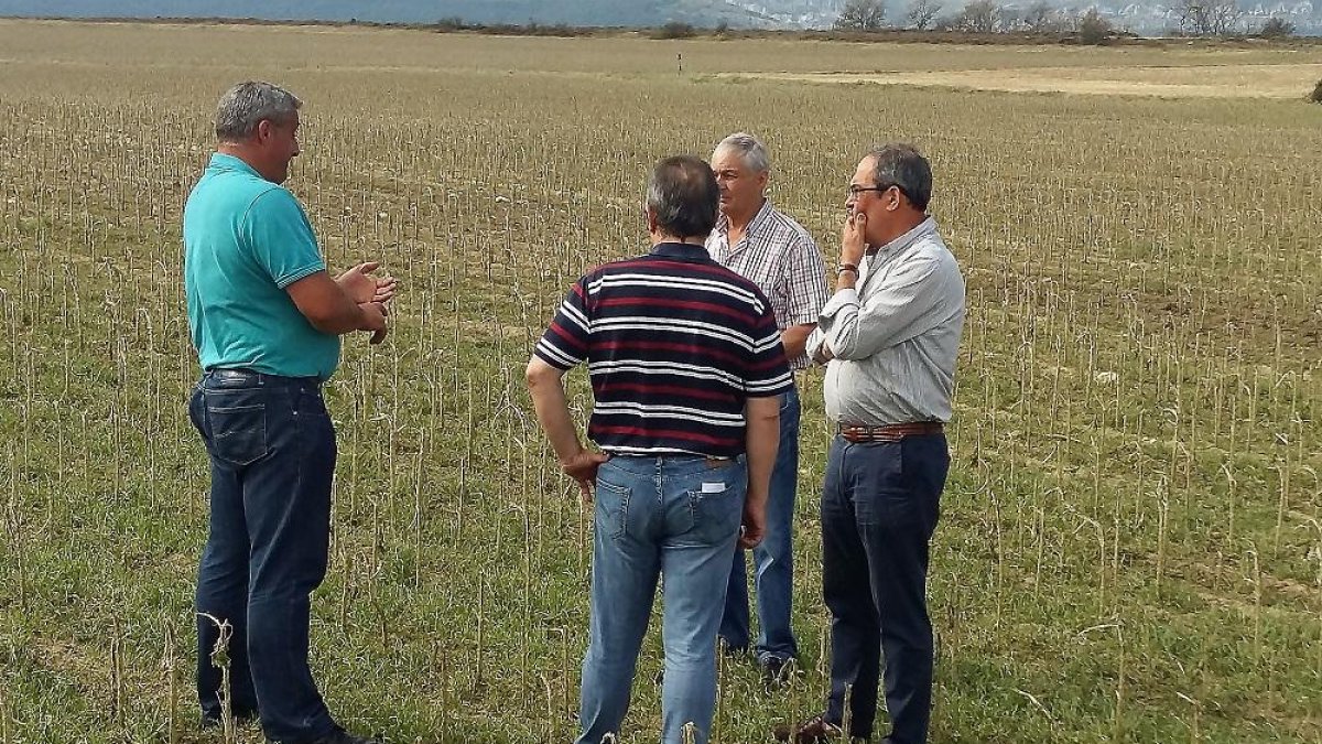 Tres agricultores muestran una tierra de cultivo destrozada este verano por una tormenta de granizo al delegado territorial de la Junta enBurgos (izquierda) .-JCYL