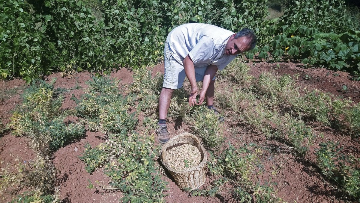 Recogida del garbanzo lareño. Agrolara. E.M