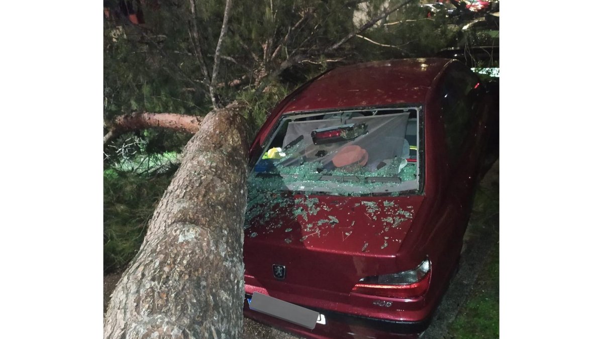 Caída de un árbol contra un vehículo estacionado en la calle Hermanos Cossio de Valladolid.- TWITTER POLICIA VALLADOLID