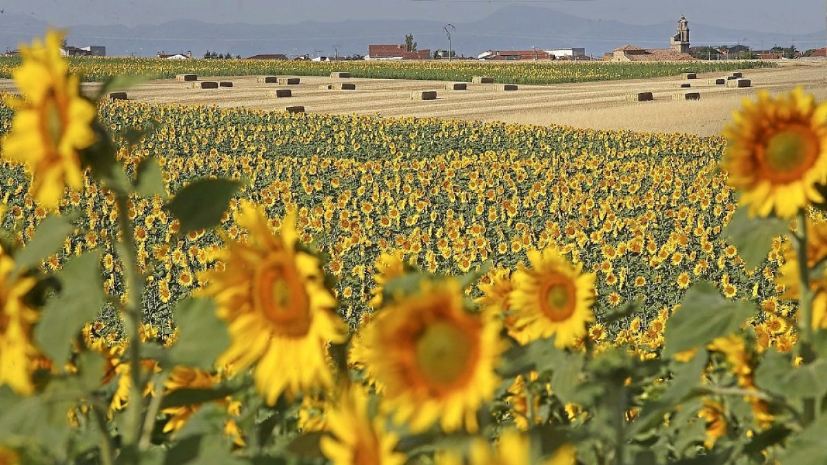 Campos de girasol en el municipio salmantino de Robliza de Cojos, que se divisa al fondo. José Vicente.- ICAL