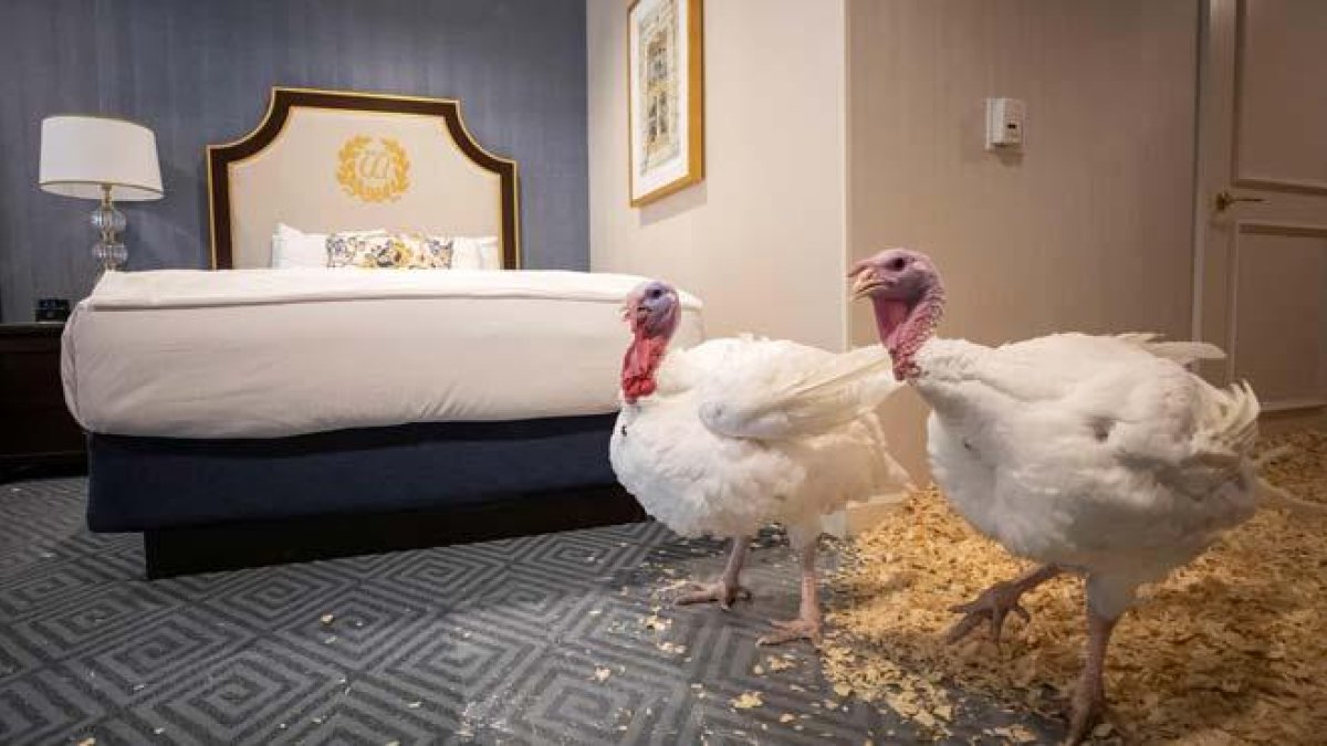 Bread y Butter, los dos pavos que esperan el indulto de Trump en un hotel de lujo.-ERIK S. LESSER / EFE