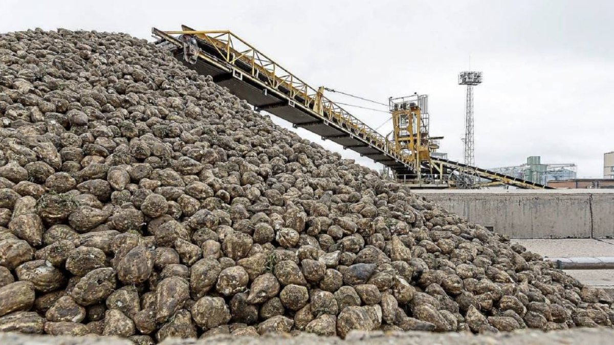 Montañas de remolacha recolectada en la azucarera Acor de Olmedo, durante el primer día de recepción.-Miguel Ángel Santos