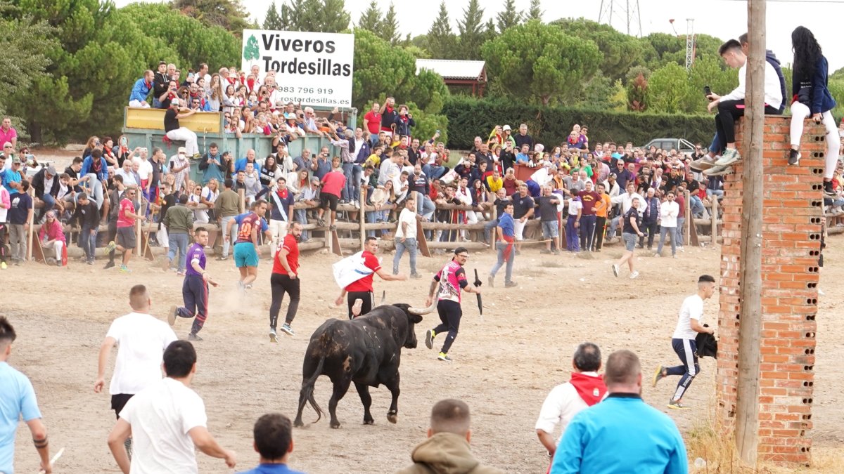 Toro de la Vega 2022. PHOTOGENIC / ICAL