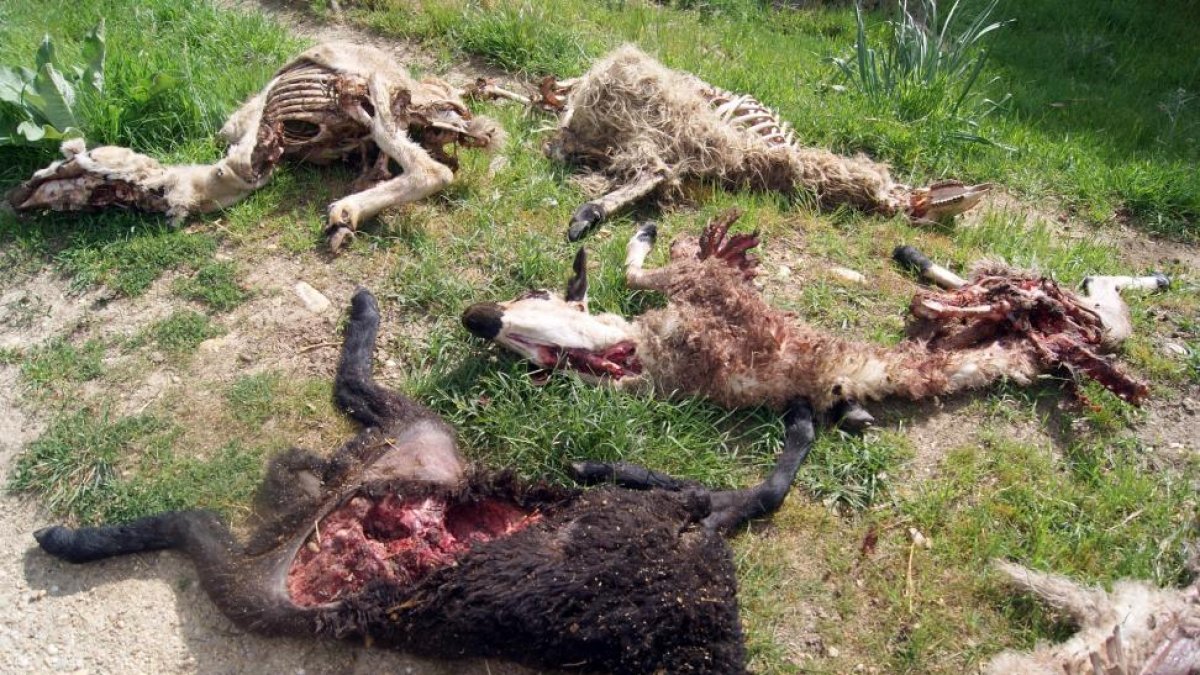 Esta es la estampa que se encontró un ganadero burgalés que sufrió un despiadado ataque en su ganadería por parte de los lobos.-ICAL