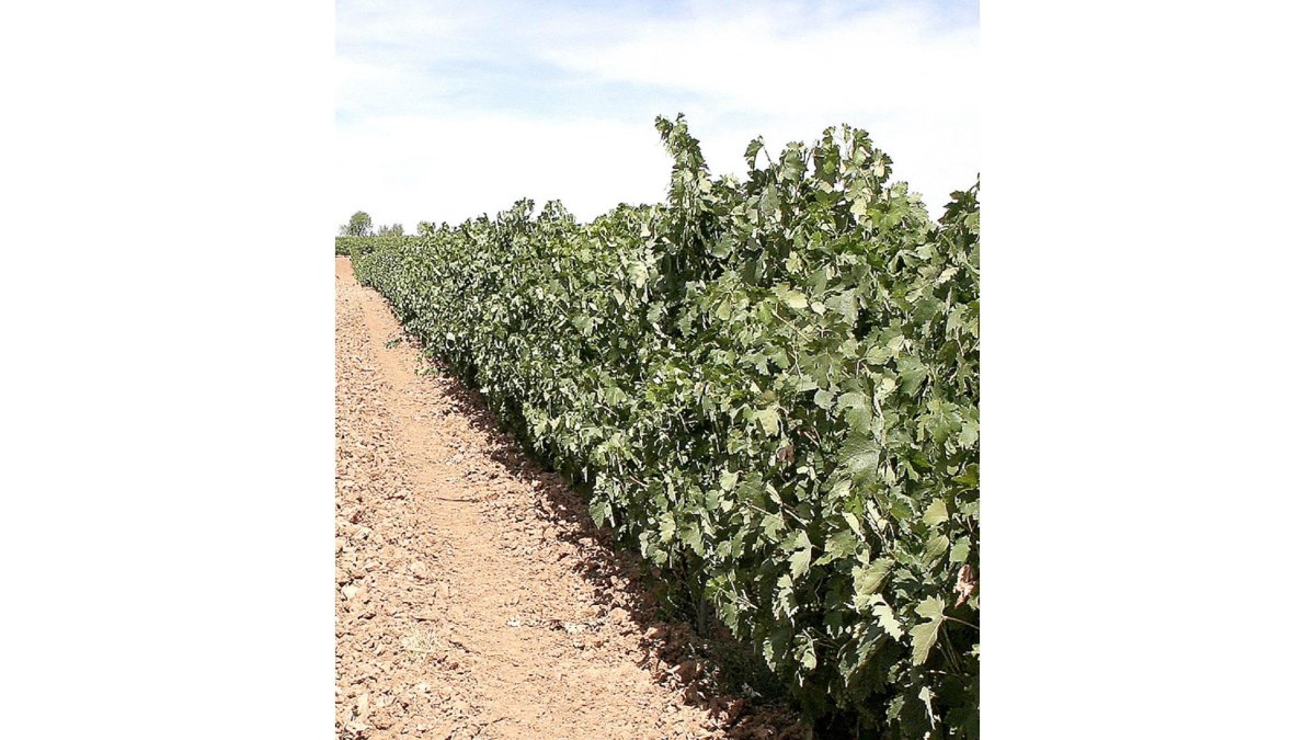 Imagen de un viñedo de Ribera del Duero.-L. V.