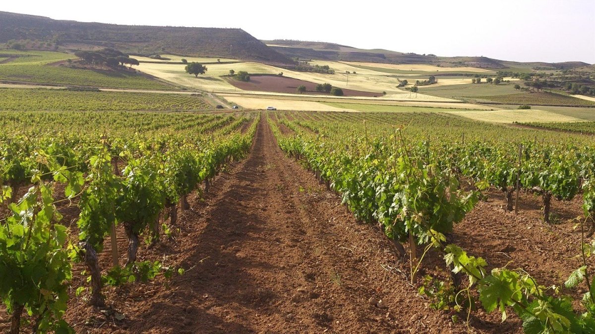 Viñedo Ribera del Duero de Bodegas Torres - BODEGAS TORRES - Archivo