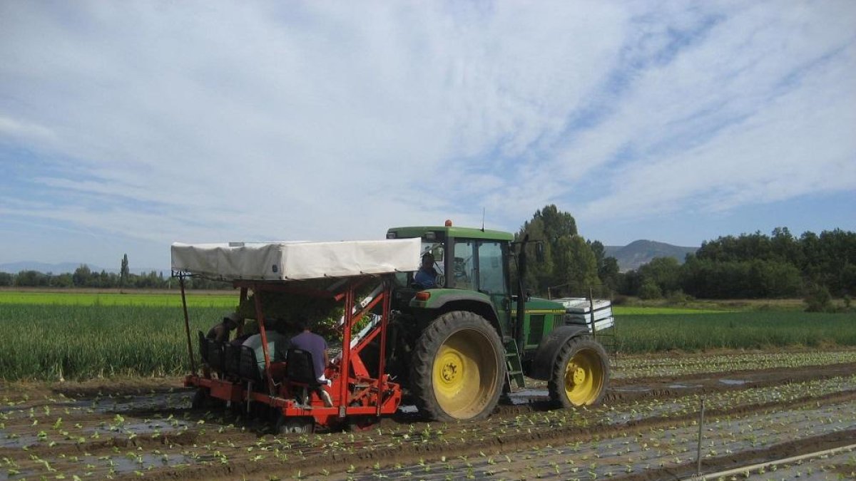 Un agricultor trabaja con su tractor en un campo de lechugas de Medina de Pomar, en Burgos.-R. OCHOA